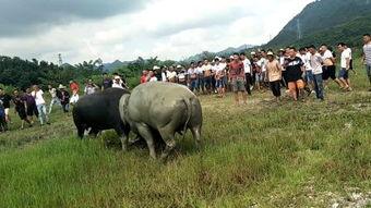 贵州凯里斗牛视频,传统民俗文化的激情碰撞