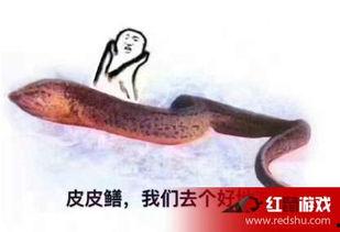 日本大鳝鱼视频,神秘海洋生物的奇妙世界